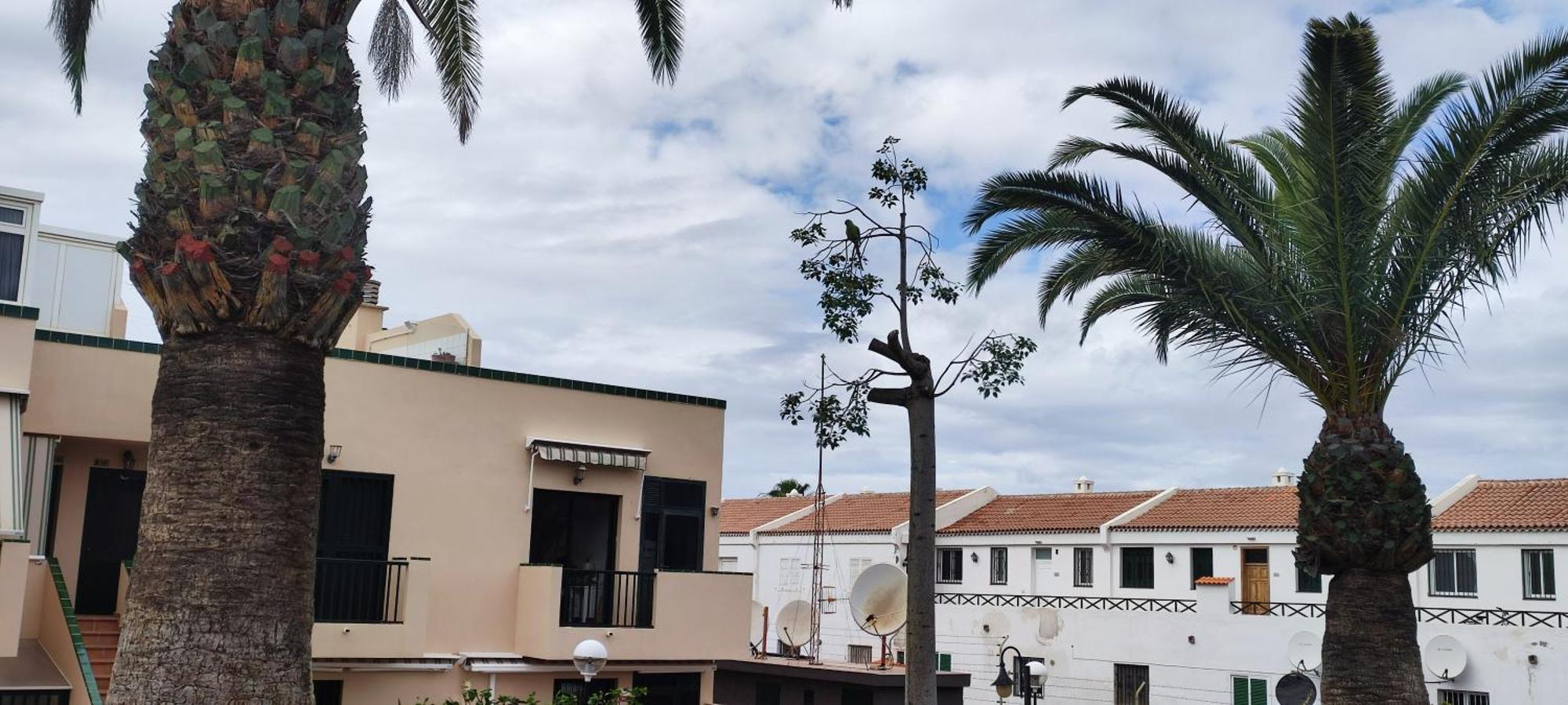 Costa Del Silencio Atlantico I Lägenhet Arona  Exteriör bild